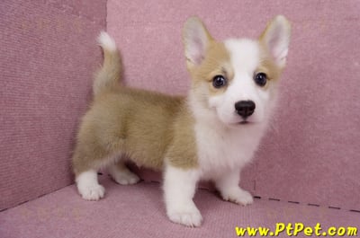 05/27雙色柯基犬公幼犬1號(台北大安)8