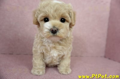 03/02馬爾泰迪母幼犬(桃園楊梅)3