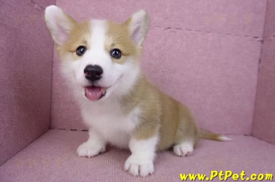 11/30雙色柯基犬公幼犬2號(高雄鳳山)12