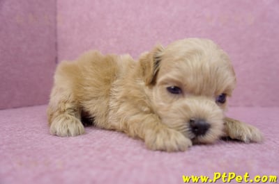 03/22馬爾泰迪公幼犬2