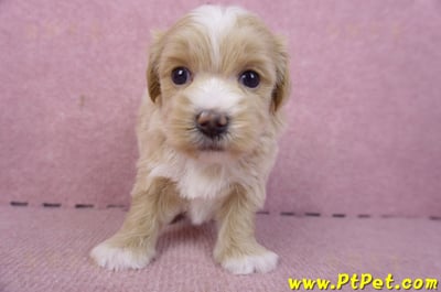 01/30馬爾泰迪公幼犬3號1