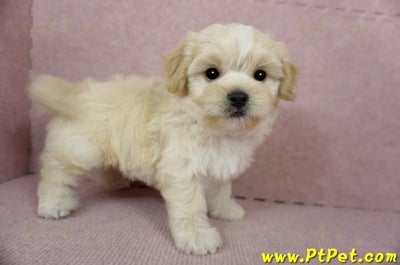 01/10奶油色馬爾泰迪公幼犬2號(花蓮光復)8