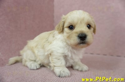 02/14奶油色馬爾泰迪公幼犬2號(新北汐止)3