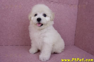 07/22比熊犬母幼犬2號(桃園平鎮)11