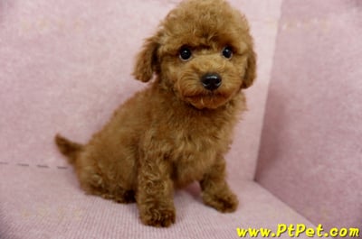 04/15玩具型紅貴賓公幼犬(基隆中山)8