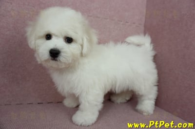 12/01比熊犬公幼犬(屏東市)15