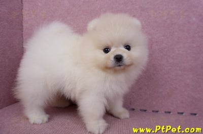 06/23迷你型松鼠白博美公幼犬2號(屏東鹽埔)5