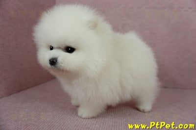 12/27迷你型松鼠白博美公幼犬1號(高雄前鎮)8