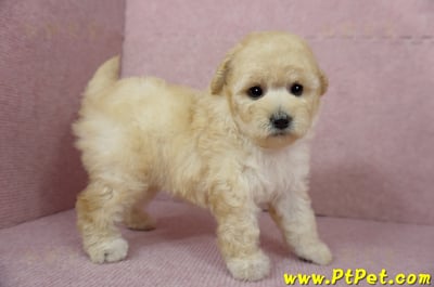 11/26迷你型奶油貴賓母幼犬(台東市)5