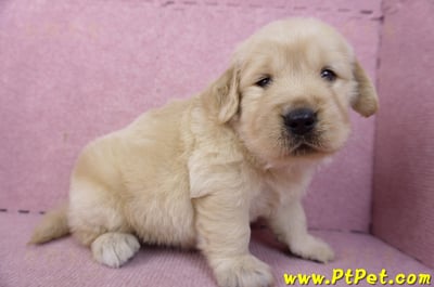 01/10黃金獵犬公幼犬2號5