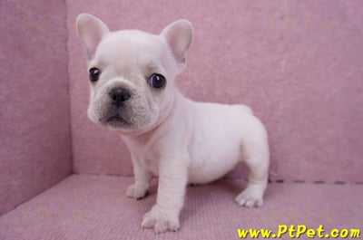 07/25奶油色法國鬥牛母幼犬3號(屏東內埔)10