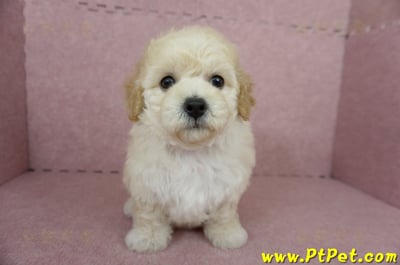 11/08泰迪比熊母幼犬1號(屏東內埔)4