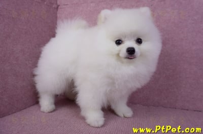 10/11松鼠白博美公幼犬(richmond BC Canada)4