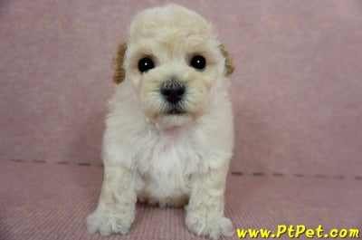 03/12泰迪比熊公幼犬4號(桃園市)1