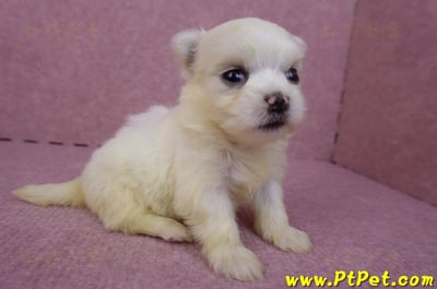 03/20馬爾濟斯母幼犬3號4