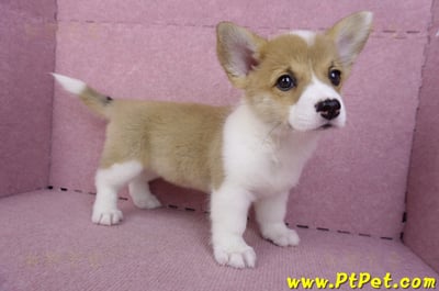 10/13雙色柯基犬母幼犬3號(台南北區)7