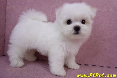 05/28迷你型馬爾濟斯公幼犬2號(台東成功)4