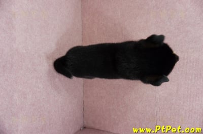 06/04黑色柴犬母幼犬(屏東潮州)7