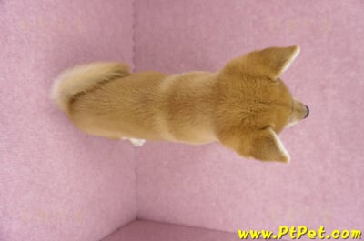 06/04赤色柴犬母幼犬(高雄路竹)11