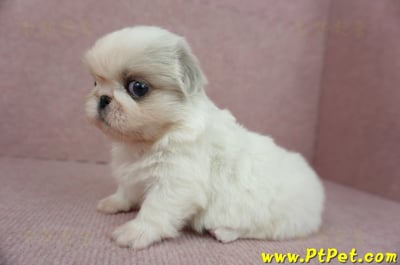 12/28北京狗母幼犬(桃園龍潭)9