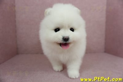 12/27迷你型松鼠白博美母幼犬(高雄三民)4