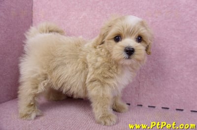 10/13馬爾泰迪公幼犬(桃園楊梅)6