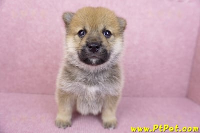05/20赤色柴犬母幼犬1
