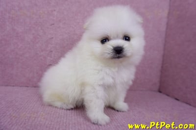 07/23迷你型松鼠白博美公幼犬(屏東潮州)3