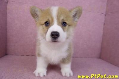 11/05雙色柯基犬公幼犬2號(屏東內埔)2