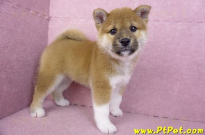 11/19赤色柴犬公幼犬(台中豐原)5