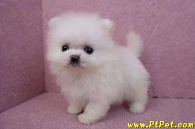 07/23迷你型松鼠白博美公幼犬(高雄鳳山)8