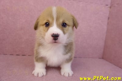 11/30雙色柯基犬公幼犬5號(高雄仁武)2