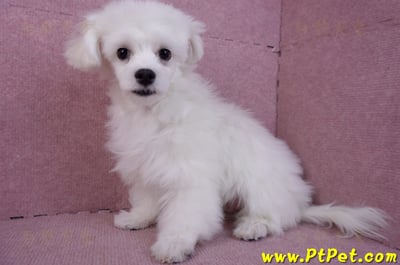 08/11馬爾濟斯公幼犬9