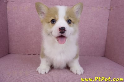 11/05雙色柯基犬公幼犬1號(高雄三民)1