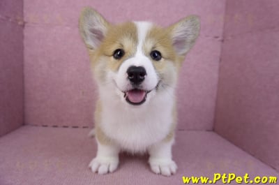 11/30雙色柯基犬母幼犬(屏東萬巒)2