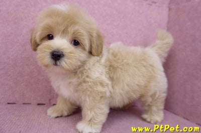 08/06奶油色馬爾泰迪公幼犬(台北中山)10