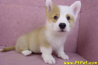 11/05雙色柯基犬公幼犬4