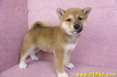 11/08赤色柴犬母幼犬(屏東九如)6