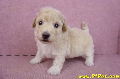 09/23泰迪比熊公幼犬1號(高雄鳳山)8