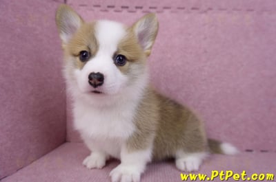 08/03雙色柯基犬公幼犬2號(屏東萬丹)12