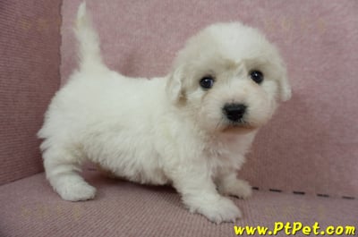 11/04比熊犬母幼犬1號(新竹市)5