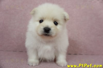 12/15迷你型松鼠白博美公幼犬1號(高雄鳳山)2