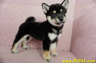 05/14黑色柴犬母幼犬2號(屏東瑪家)6