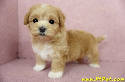 04/23奶油色馬爾泰迪公幼犬1號(新北蘆洲)7