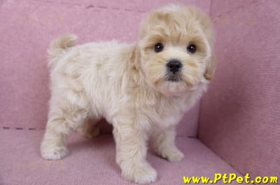 11/23馬爾泰迪公幼犬(高雄)10