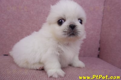 09/06白北京狗母幼犬4