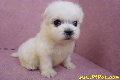 03/20馬爾濟斯公幼犬1號3