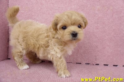 06/15奶油色馬爾泰迪母幼犬(台北內湖)4