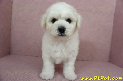 12/01比熊犬母幼犬1號（台北中山）1