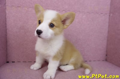 10/13雙色柯基犬公幼犬(台東市)11